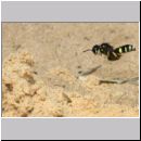 Cerceris arenaria - Sandknotenwespe w18e 12mm - mit Ruesselkaefer - Strophosoma capitatum - Niedringhaussee.jpg